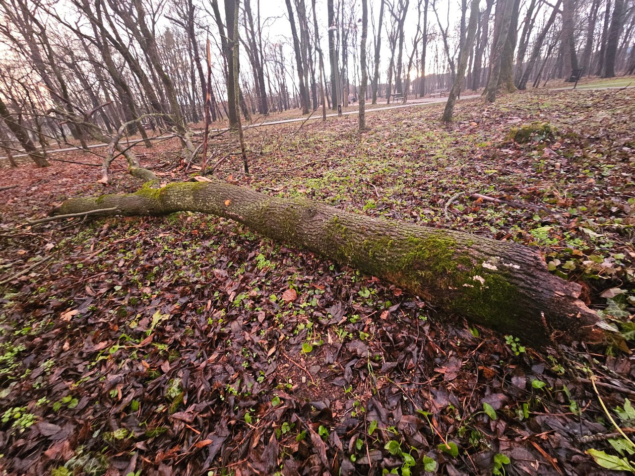 kidőlt_fa_iskolakert_fotó_Mihók_István_1