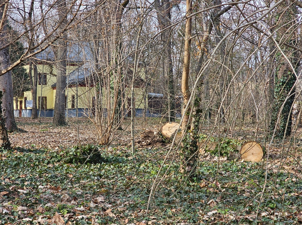 kivágott_fák_iskolakert_Mihók_István_3